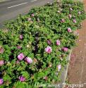 ROSA RUGOSA PINK (Роза Ругоза Пинк)