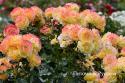 ROSE DER HOFFNUNG (Розе де Хофнун)