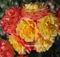 ROSE DER HOFFNUNG (Розе де Хофнун)