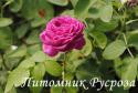ROSE DE RESHT (Роз де Реш)