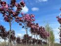 Сакура "Роял Бургунди" (Японская мелкопильчатая вишня) (Prunus Royal Burgundy)