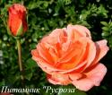 CHERRY BRANDY 85 (Черри Брэнди 85)