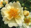 ROSA HELENAE SEMIPLENA (Роза Эльнэ Семиплена)