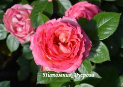 AUGUSTE ESCOFFIER (Огюст Эскофье)