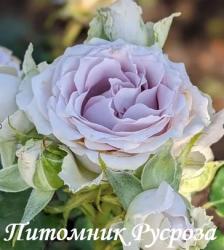 MORNING DEW ЧГ (2014) (Монин Дью)