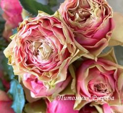 PITAHAYA ЧГ (Питахайя)