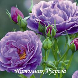 MINERVA (Минерва)