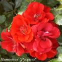 CASSANDRA (NOACAS) (Кассандра)