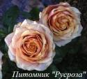 CHERRY BRANDY 85 (Черри Брэнди 85)