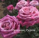 FABULOUS (FORFAB) (Фабьюлос)