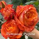 ORANGE ROMANTICA (Оранж Романтика)