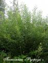 Ива увлажненная (Salix irrorata)