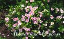 Лапчатка кустарниковая "Лавли Пинк" (Potentilla fruticosa "Lovely Pink")