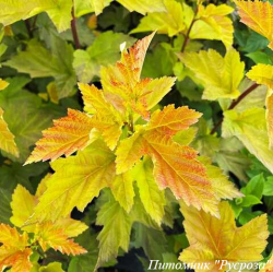 Пузыреплодник калинолистный "Magic Ball"