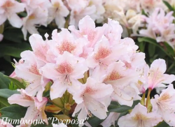 Рододендрон "Blush" (Блаш)