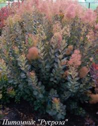 Скумпия кожевенная "Magical Red Fountain"