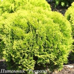 Туя западная "Мириам"
