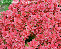 Барбарис Тунберга "Ruby Star"