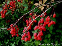 Барбарис обыкновенный