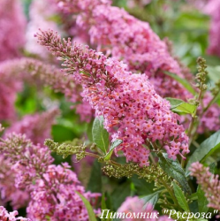 Буддлея Давида "Little Bubblegum"