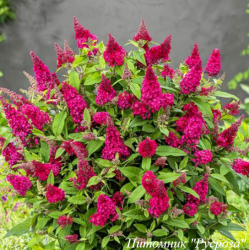 Буддлея Давида "Little Ruby"