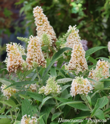 Буддлея Давида "Little White"