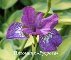 Ирис сибирский "Sparkling Rose" (Iris sibirica)