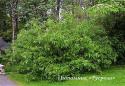 Ива удская "Секка" (Salix udensis «Sekka»)