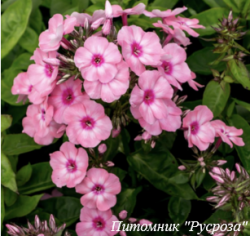 Флокс метельчатый "Flame Pink Eye"