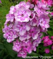 Флокс метельчатый "Magic Blue"