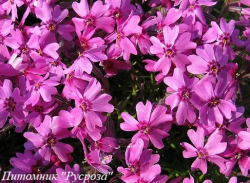 Флокс шиловидный "Samson"