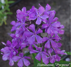 Флокс метельчатый "Талисман"