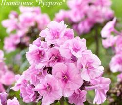 Флокс метельчатый "Zenobia"