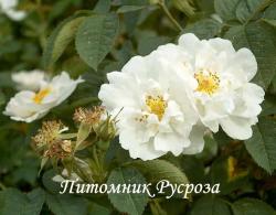 ROSA ALBA SEMI-PLENA (Роза Альба Семи Плена)