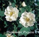 ROSA ALBA SEMI-PLENA (Роза Альба Семи Плена)