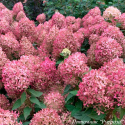 Гортензия метельчатая  "PIXIO"