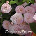 HEAVENLY PINK (Хевэнли Пинк)