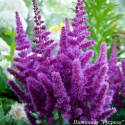Астильба китайская "Purple Glory"