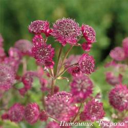 Астранция крупная "Primadonna"