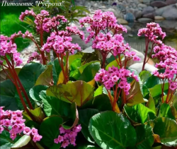 Бадан сердцелистный "Purpurea"
