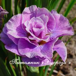 Ирис сибирский "Pink Parfait" (Iris sibirica)