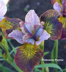 Ирис "Unbuttoned Zippers" (Iris sibirica)