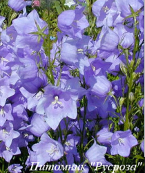 Колокольчик "Blue Uniform"