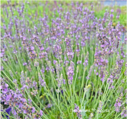 Лаванда "Grosso"
