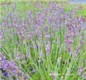 Лаванда "Grosso"