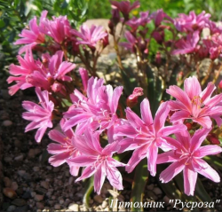 Левизия "Little Snowberry"