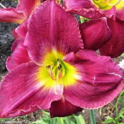 Лилейник "Bela Lugosi" (Hemerocallis)