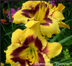 Лилейник "Calico Jack'" (Hemerocallis)