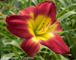 Лилейник "Christmas Is" (Hemerocallis)