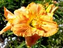 Лилейник "Chasing Shadows" (Hemerocallis)